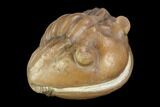 Wide, Enrolled Asaphus Expansus Trilobite - Russia #126158-1
